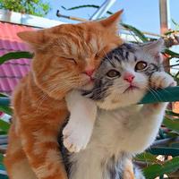 聪慧荷叶zAT头像