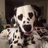 一只小hunny头像