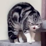 挑灯看剑头像