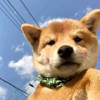 Doublebears头像