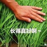 莱肯猛兽头像