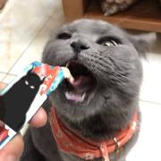 Towa372的个人资料头像