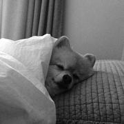 A哈啊255的个人资料头像