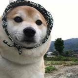 Pluuuuuuus头像