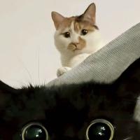 菠萝吹雪6060头像