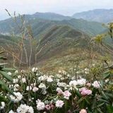 匹夫鱼粉头像