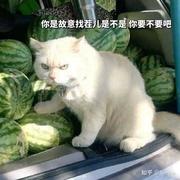 沙砾两颗的个人资料头像