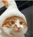 资深前端工程狮的个人资料头像