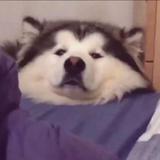 好好好头像