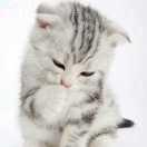 小熊贝贝的个人资料头像