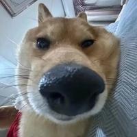 张海绵zfk头像