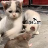 何时再见仙头像