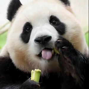 一心养废材头像