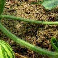 清爽河流zP头像