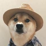 汤波力波头像