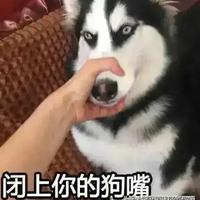 宁波金融柴犬头像