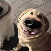 梅子酒啊yyzj的个人资料头像