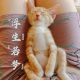 人弘道非道弘人头像