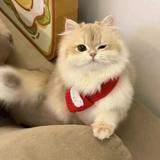 叶囧囧946头像