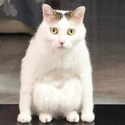 霸气小肥鹅的个人资料头像