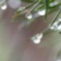 番茄3960231291头像