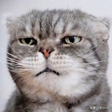 猫大叔与九月头像