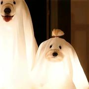 cChen旺柴的个人资料头像