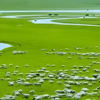 风趣芒果I2头像