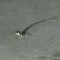 讨厌镀铬条头像