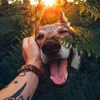 爱喝酒的猫爷头像