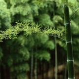 雨后竹林260头像