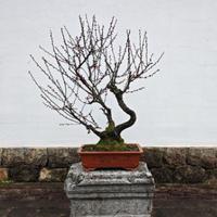 沉着豆浆x63头像