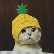 菠萝面包的个人资料头像