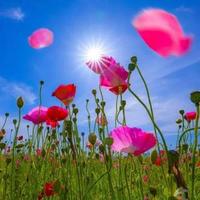 憨憨的胖大姐头像