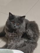 小咪儿六六的个人资料头像