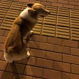 柳暗花明97570头像