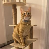 纯粹没啥可发的头像