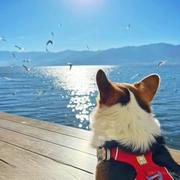 NikoGG的个人资料头像