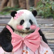 SmallSweetWang的个人资料头像