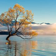 辛木凡巾的个人资料头像