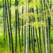 Bamboo277的个人资料头像