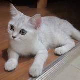 萌萌小猪咪头像