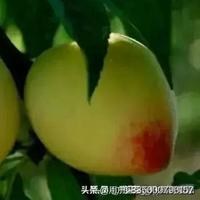 进口棕榈油头像