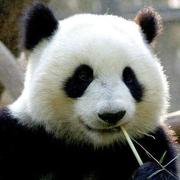 zhangpanda的个人资料头像