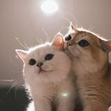猜克拉头像