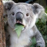 搁浅Koala的个人资料头像