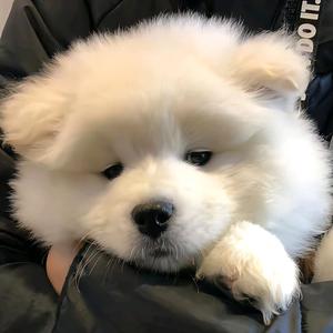 优雅星星sJo头像