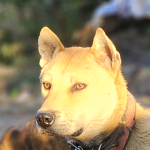 遇见田园犬头像