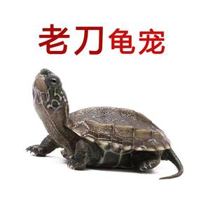 老刀龟宠头像