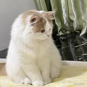 耳东木辛的个人资料头像